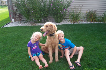 Goldendoodle